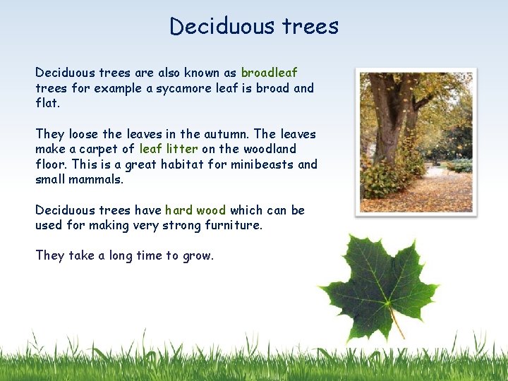 Deciduous trees are also known as broadleaf trees for example a sycamore leaf is