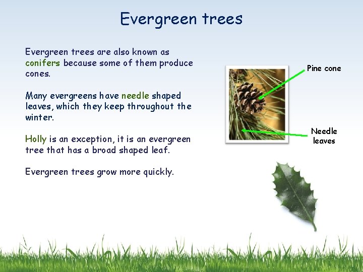 Evergreen trees are also known as conifers because some of them produce cones. Pine