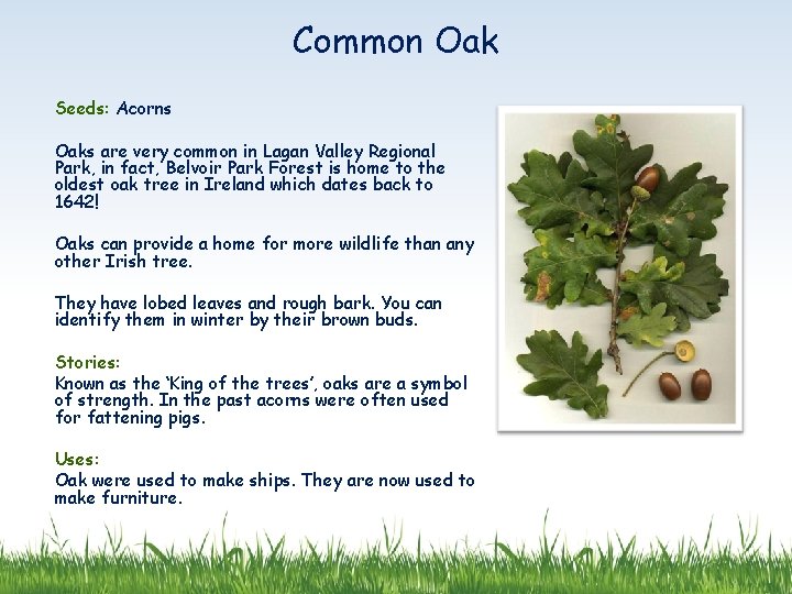 Common Oak Seeds: Acorns Oaks are very common in Lagan Valley Regional Park, in