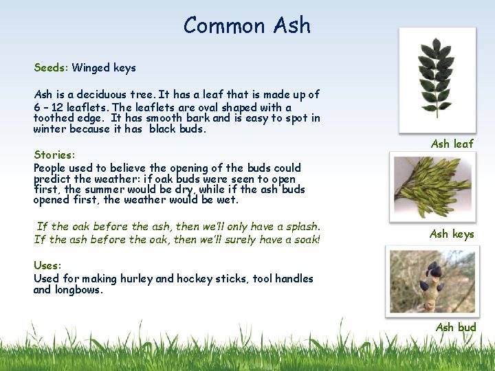 Common Ash Seeds: Winged keys Ash is a deciduous tree. It has a leaf