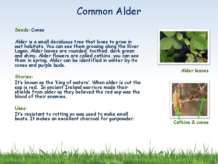 Common Alder Seeds: Cones Alder is a small deciduous tree that loves to grow