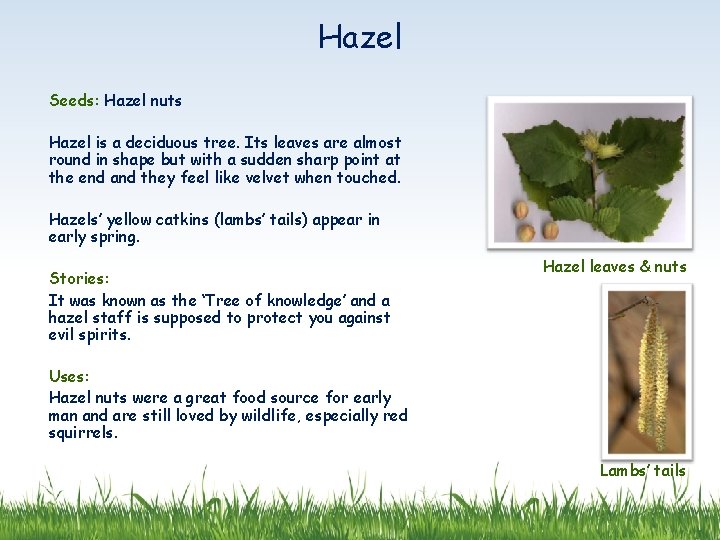 Hazel Seeds: Hazel nuts Hazel is a deciduous tree. Its leaves are almost round