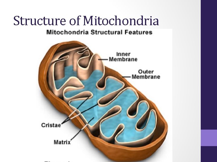 Structure of Mitochondria 