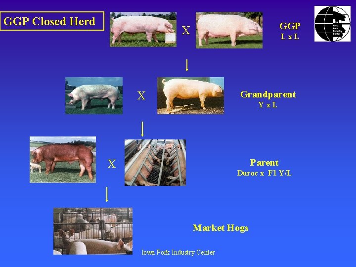 GGP Closed Herd GGP X Lx. L Grandparent X Yx. L Parent X Duroc