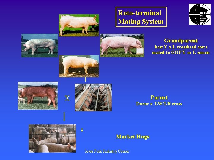 Roto-terminal Mating System Grandparent best Y x L crossbred sows mated to GGP Y