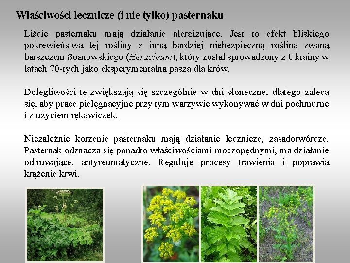 Właściwości lecznicze (i nie tylko) pasternaku Liście pasternaku mają działanie alergizujące. Jest to efekt