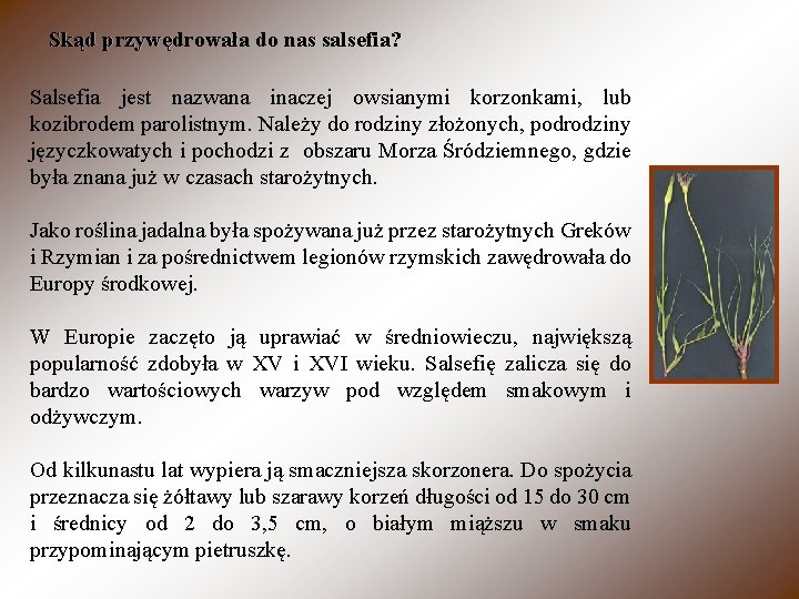 Skąd przywędrowała do nas salsefia? Salsefia jest nazwana inaczej owsianymi korzonkami, lub kozibrodem parolistnym.