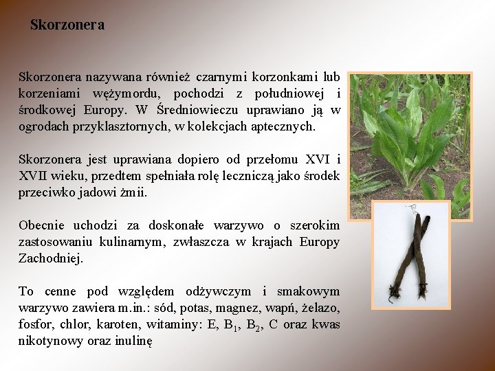 Skorzonera nazywana również czarnymi korzonkami lub korzeniami wężymordu, pochodzi z południowej i środkowej Europy.