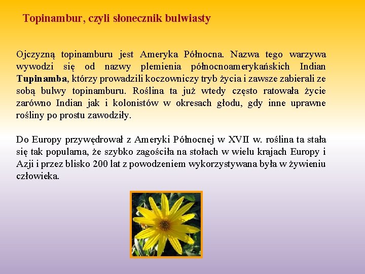 Topinambur, czyli słonecznik bulwiasty Ojczyzną topinamburu jest Ameryka Północna. Nazwa tego warzywa wywodzi się