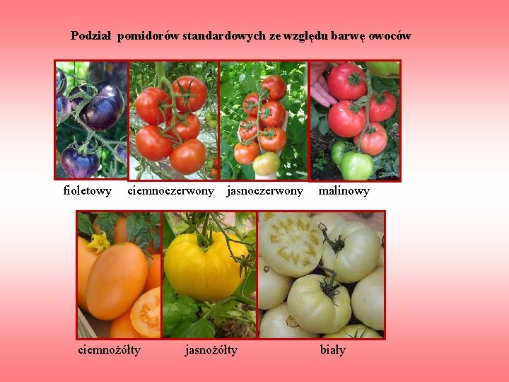 Podział pomidorów standardowych ze względu barwę owoców fioletowy ciemnoczerwony jasnoczerwony malinowy ciemnożółty jasnożółty biały