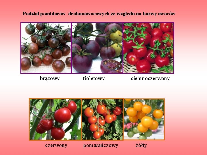 Podział pomidorów drobnoowocowych ze względu na barwę owoców brązowy fioletowy ciemnoczerwony pomarańczowy żółty 