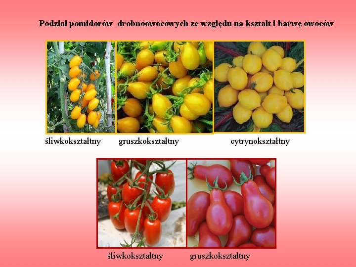 Podział pomidorów drobnoowocowych ze względu na kształt i barwę owoców śliwkokształtny gruszkokształtny cytrynokształtny śliwkokształtny