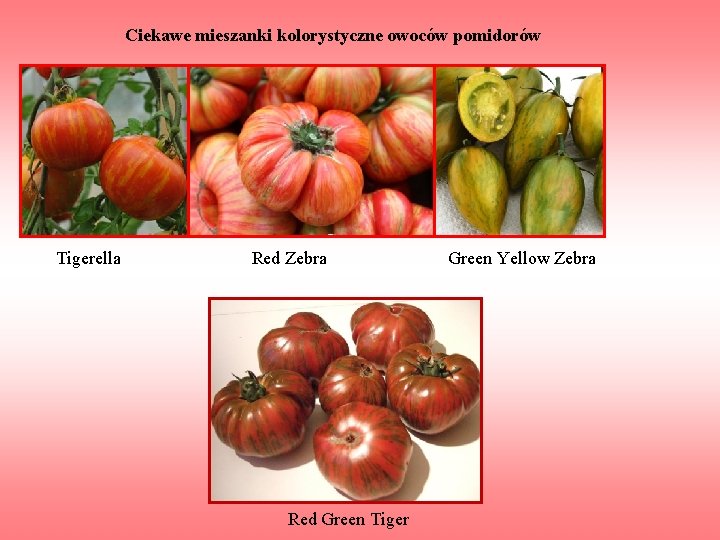 Ciekawe mieszanki kolorystyczne owoców pomidorów Tigerella Red Zebra Green Yellow Zebra Red Green Tiger