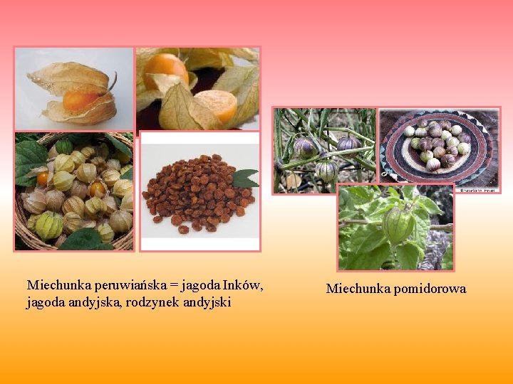 Miechunka peruwiańska = jagoda Inków, jagoda andyjska, rodzynek andyjski Miechunka pomidorowa 