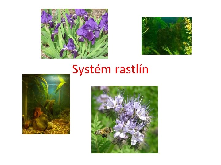 Systém rastlín 
