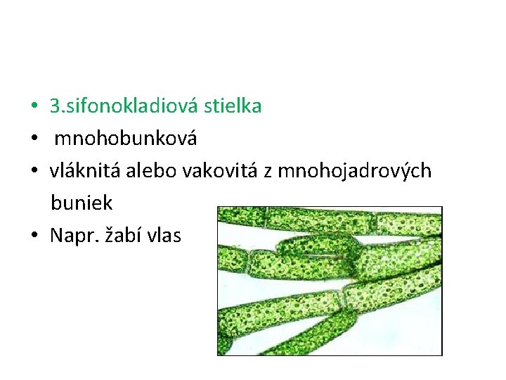  • 3. sifonokladiová stielka • mnohobunková • vláknitá alebo vakovitá z mnohojadrových buniek
