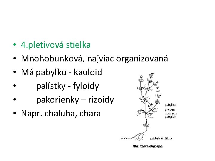  • • • 4. pletivová stielka Mnohobunková, najviac organizovaná Má pabyľku - kauloid