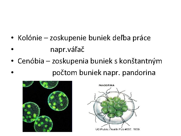  • • Kolónie – zoskupenie buniek deľba práce napr. váľač Cenóbia – zoskupenia