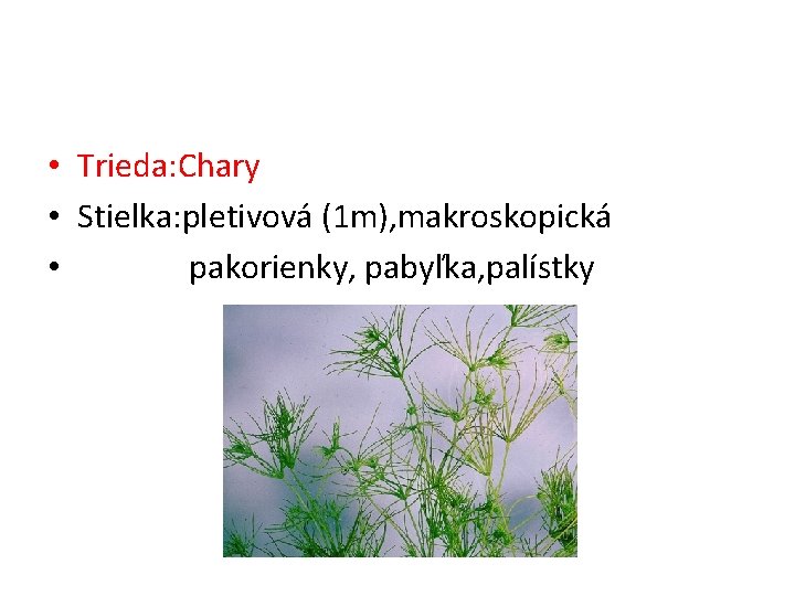  • Trieda: Chary • Stielka: pletivová (1 m), makroskopická • pakorienky, pabyľka, palístky