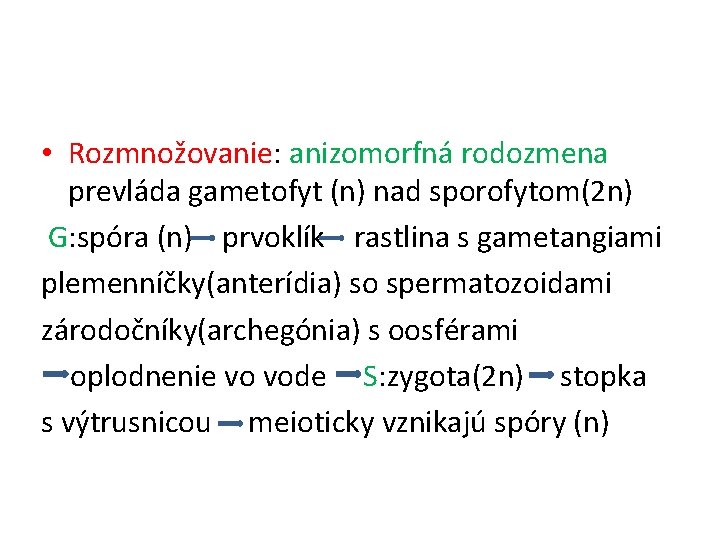  • Rozmnožovanie: anizomorfná rodozmena prevláda gametofyt (n) nad sporofytom(2 n) G: spóra (n)