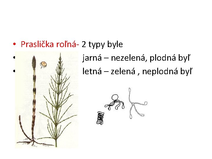  • Praslička roľná- 2 typy byle • jarná – nezelená, plodná byľ •