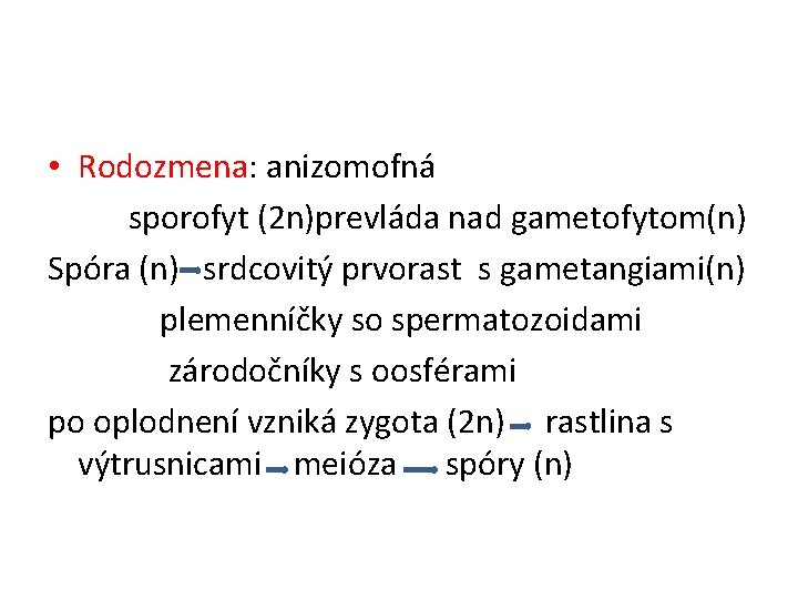  • Rodozmena: anizomofná sporofyt (2 n)prevláda nad gametofytom(n) Spóra (n) srdcovitý prvorast s