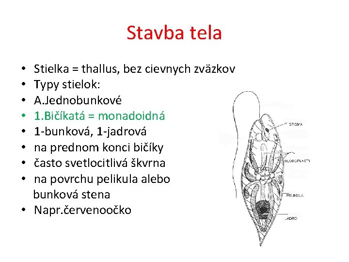 Stavba tela • Stielka = thallus, bez cievnych zväzkov • Typy stielok: • A.