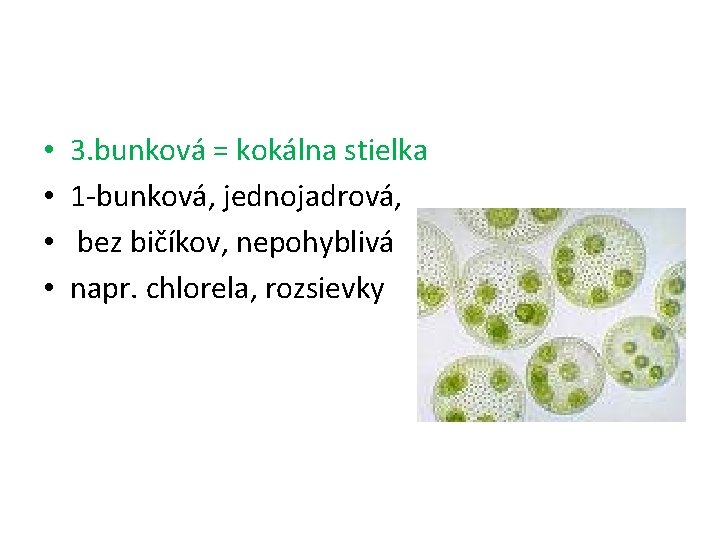  • • 3. bunková = kokálna stielka 1 -bunková, jednojadrová, bez bičíkov, nepohyblivá