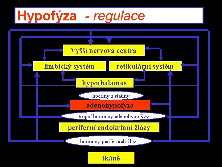 Hypofýza - regulace Vyšší nervová centra limbický systém retikulární systém hypothalamus liberiny a statiny