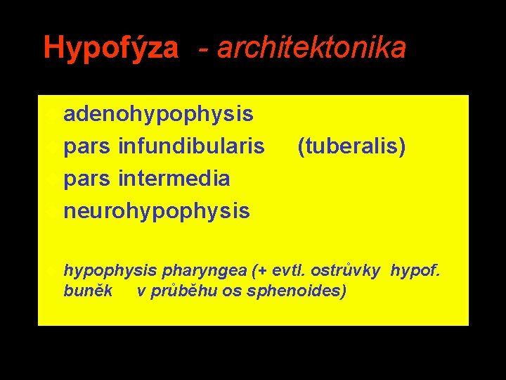 Hypofýza - architektonika u adenohypophysis u pars infundibularis u pars intermedia u neurohypophysis u