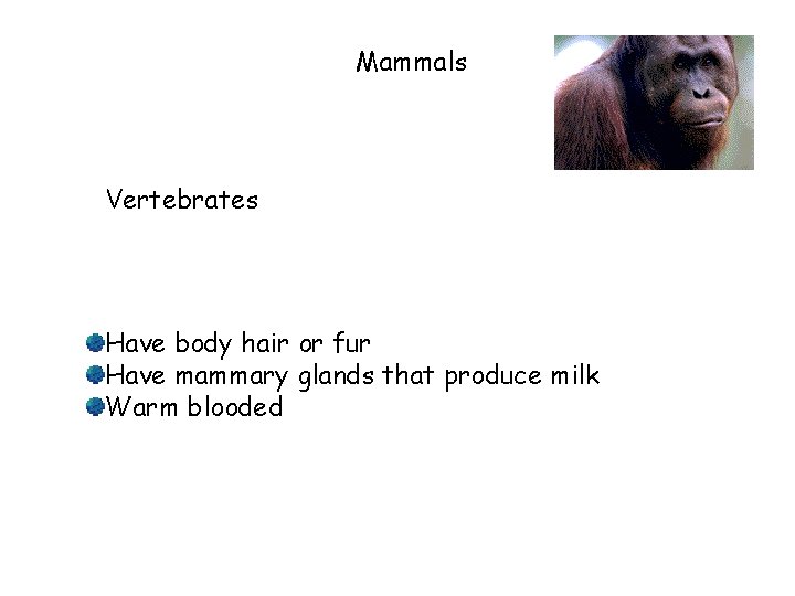 Mammals Vertebrates Have body hair or fur Have mammary glands that produce milk Warm