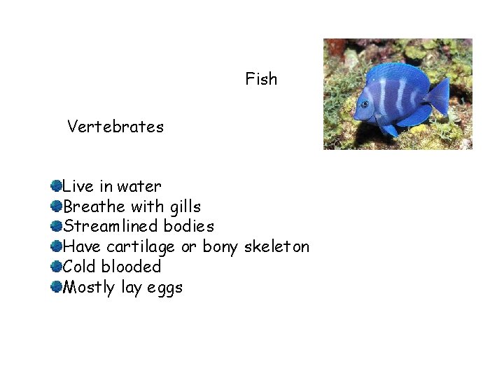 Fish Vertebrates Live in water Breathe with gills Streamlined bodies Have cartilage or bony
