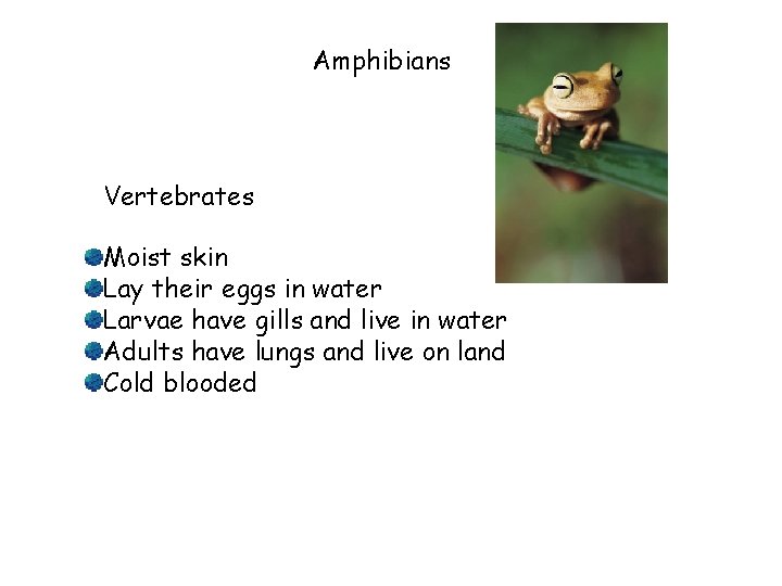 Amphibians Vertebrates Moist skin Lay their eggs in water Larvae have gills and live