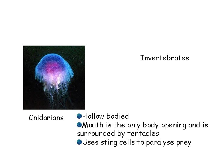 Invertebrates Cnidarians Hollow bodied Mouth is the only body opening and is surrounded by