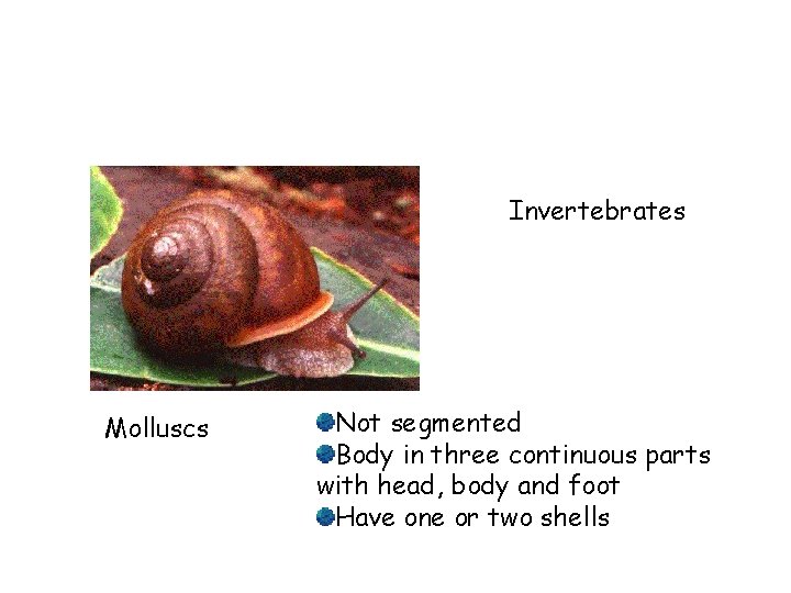 Invertebrates Molluscs Not segmented Body in three continuous parts with head, body and foot