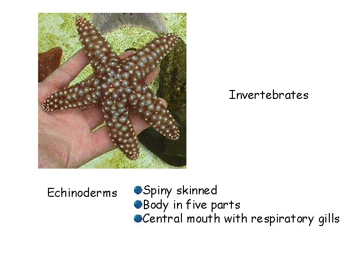 Invertebrates Echinoderms Spiny skinned Body in five parts Central mouth with respiratory gills 