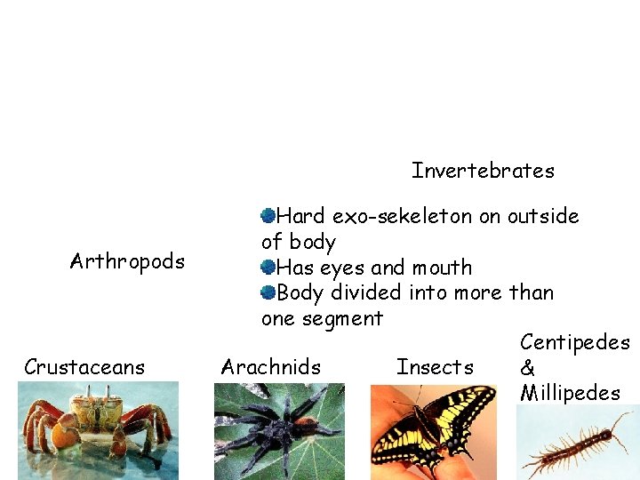 Invertebrates Arthropods Crustaceans Hard exo-sekeleton on outside of body Has eyes and mouth Body