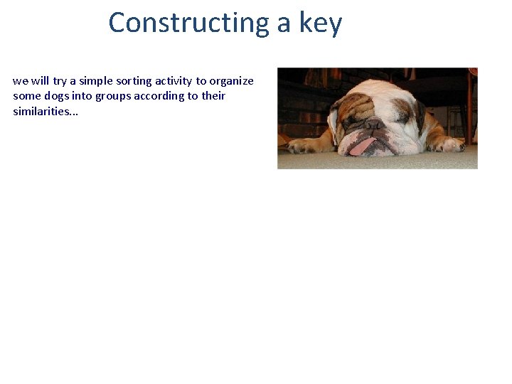 Constructing a key. we will try a simple sorting activity to organize some dogs
