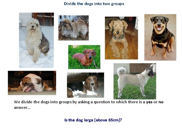 Divide the dogs into two groups Group A Group B We divide the dogs