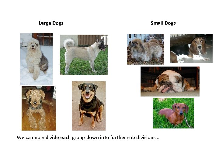 Large Dogs Small Dogs We can now divide each group down into further sub