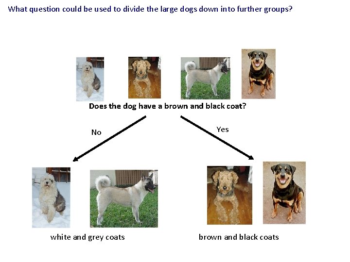 What question could be used to divide the large dogs down into further groups?