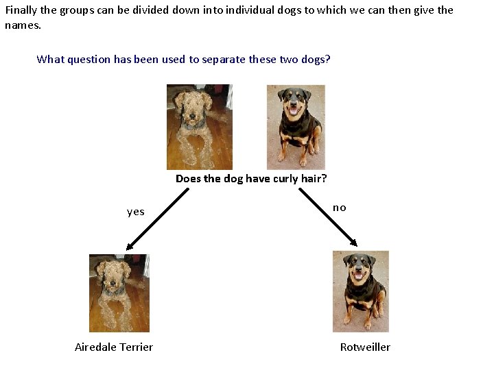 Finally the groups can be divided down into individual dogs to which we can