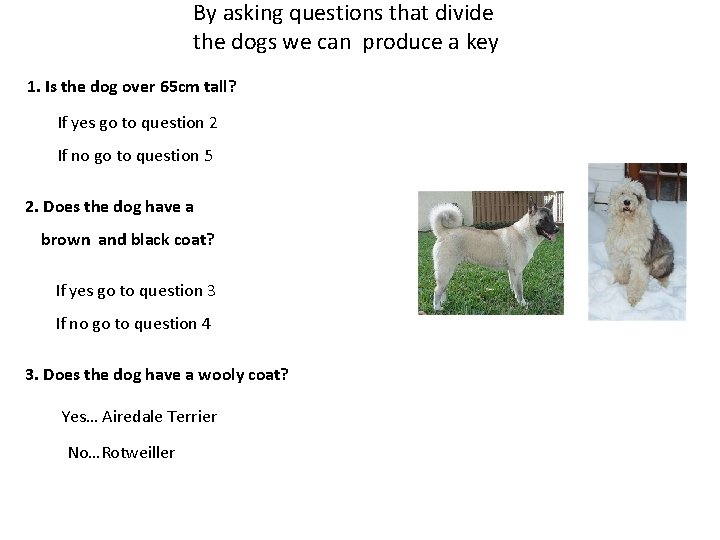 By asking questions that divide the dogs we can produce a key 1. Is