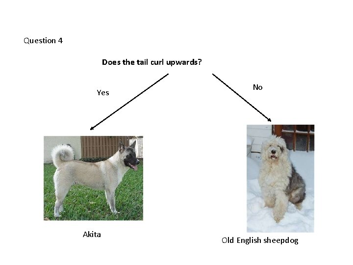 Question 4 Does the tail curl upwards? Yes Akita No Old English sheepdog 