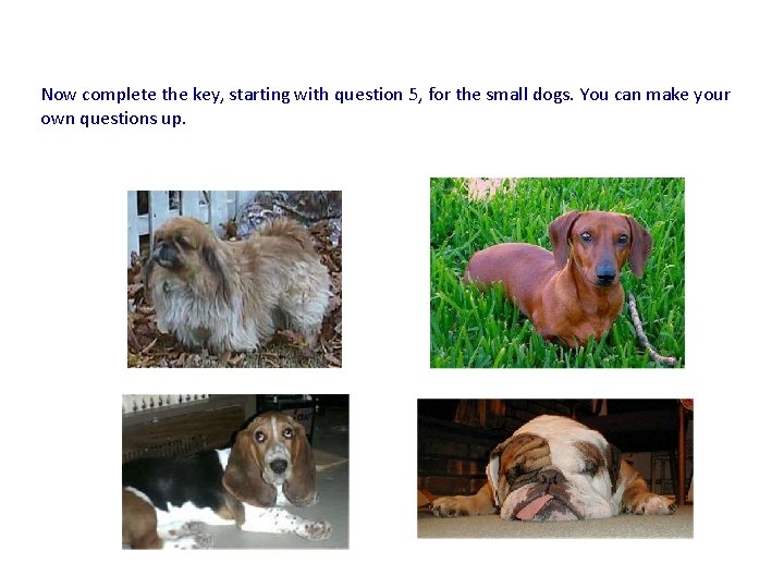 Now complete the key, starting with question 5, for the small dogs. You can