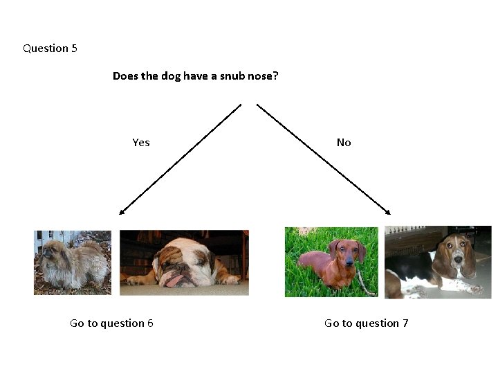 Question 5 Does the dog have a snub nose? Yes Go to question 6