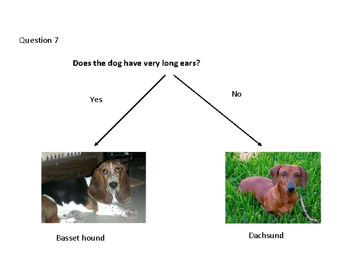 Question 7 Does the dog have very long ears? Yes Basset hound No Dachsund