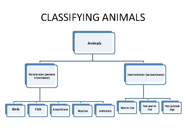 CLASSIFYING ANIMALS Animals Vertebrates (possess a backbone) Birds Fish Amphibians Invertebrates (no backbone) Reptiles