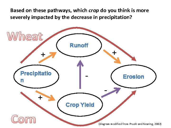 Based on these pathways, which crop do you think is more severely impacted by