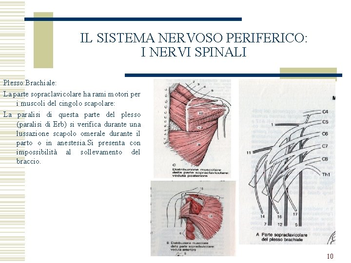 IL SISTEMA NERVOSO PERIFERICO: I NERVI SPINALI Plesso Brachiale: La parte sopraclavicolare ha rami